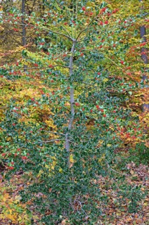 European holly (Ilex aquifolium), branches with red fruits, female plant, North Rhine-Westphalia,