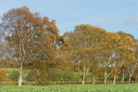 Deciduous tree, birch (Betula), row of trees with autumn leaves, blue cloudy sky, North