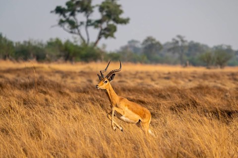 Impala (Aepyceros melampus) male jumping, running, on the run, Xakanaxa, Okavango Delta, Moremi
