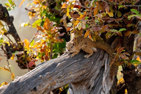 Ochre-footed bush squirrel (Paraxerus cepapi) on a branch, Xakanaxa, Okavango Delta, Moremi Game