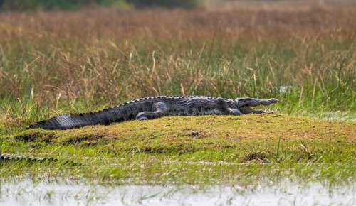 Nile crocodile (Crocodylus niloticus), Xakanaxa, Okavango Delta, Moremi Game Reserve, Botswana