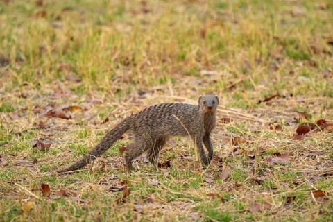 Zebra mongoose (Mungos mungo), Xakanaxa, Okavango Delta, Moremi Game Reserve, Botswana