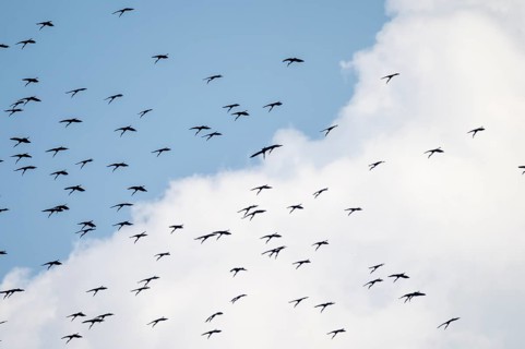 Pink pelican (Pelecanus onocrotalus), flock of birds circling in the sky, birds in flight, Namibia