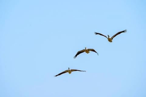 Pink pelican (Pelecanus onocrotalus) in flight, on the Kavango River, Namibia