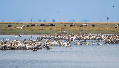Pink pelican (Pelecanus onocrotalus), flock at the Kavango River, Namibia