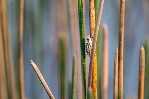 Marble reed frog (Hyperolius marmoratus), white frog sitting on a papyrus, Xakanaxa Lagoon,