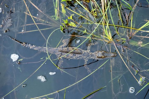 Young animal, Nile crocodile in swamp, Xakanaxa Lagoon, Okavango Delta, Moremi Game Reserve,