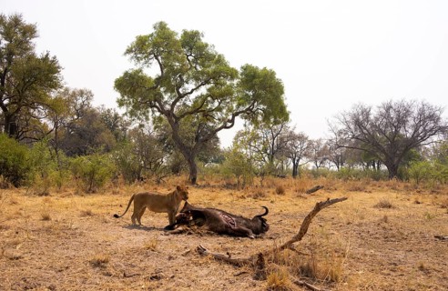 Kill, lion (Panthera leo) eating buffalo Xakanaxa, Moremi Game Reserve, Botswana