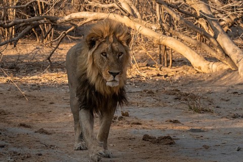 Maned lion, lion (Panthera leo), Savuti, Chobe National Park, Botswana