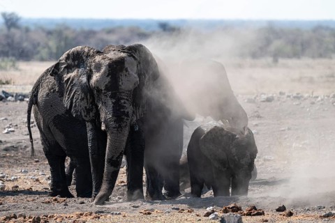 Herd of animals, animal family with young animal dusting themselves, skin care with dust, African