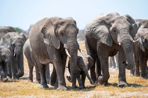 Herd of animals, animal family with young, African elephant (Loxodonta africana), Etosha National
