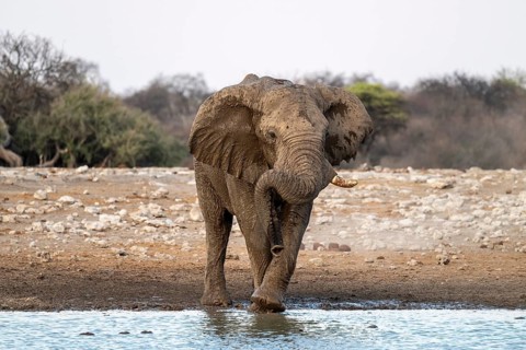 African elephant (Loxodonta africana) has its trunk funny, waterhole, Etosha National Park, Namibia