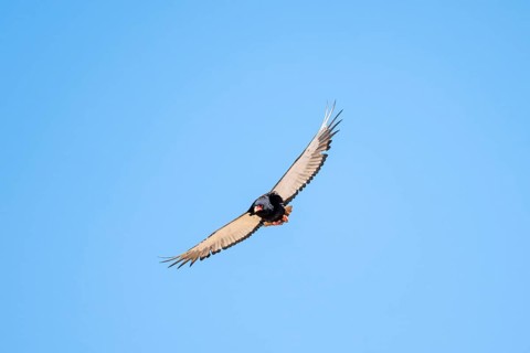 Bateleur (Terathopius ecaudatus), bird of prey flying, Etosha National Park, Namibia