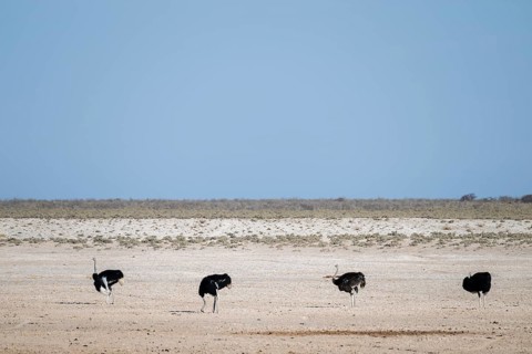 Funny, Four males, Common ostrich (Struthio camelus) running through savannah, Etosha National