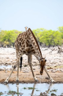 Angola giraffe (Giraffa giraffa angolensis) drinking, Etosha National Park, Namibia