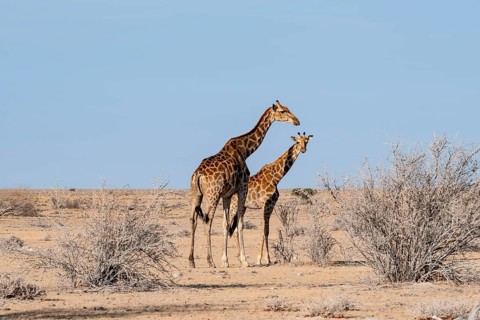 Two Angola giraffes (Giraffa giraffa angolensis), Etosha National Park, Namibia