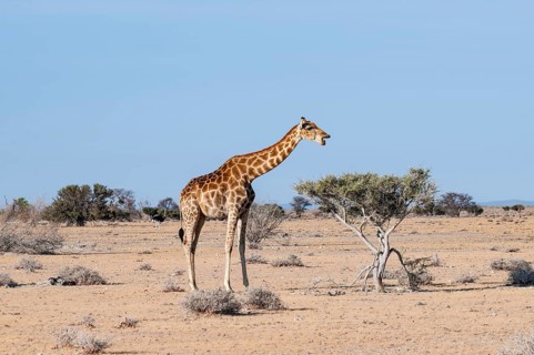 Angola giraffe (Giraffa giraffa angolensis), Etosha National Park, Namibia