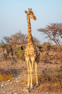 Angola giraffe (Giraffa giraffa angolensis), Etosha National Park, Namibia