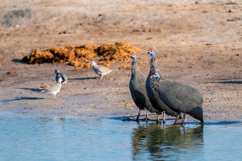 Helmeted guinea fowl (Numida meleagris), Savuti, Chobe Nationalpark, Botswana