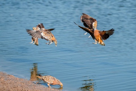 Burchell's sandgrouse (Pterocles burchelli) in flight, Savuti, Chobe Nationalpark, Botswana