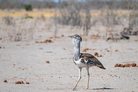 Kori Bustard (Ardeotis kori), Savuti, Chobe Nationalpark, Botswana