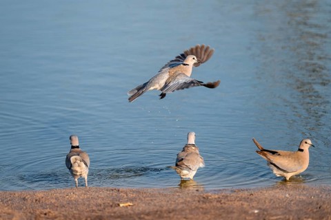 Eurasian collared dove (Streptopelia decaocto) at waterhole, Savuti, Chobe Nationalpark, Botswana