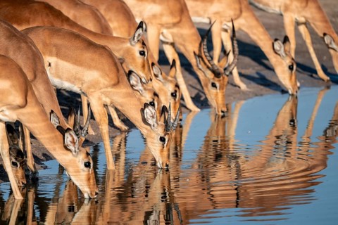 Impalas (Aepyceros melampus) drinking at the waterhole, beautiful picture with reflection, Savuti,