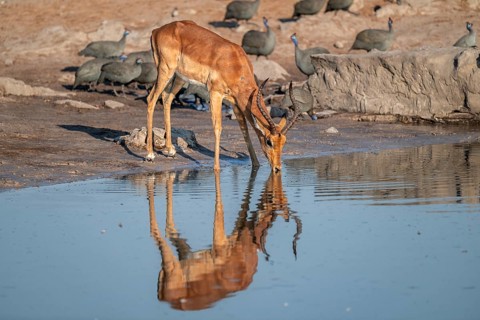 Impala (Aepyceros melampus) drinking at a waterhole, reflection, Savuti, Chobe National Park,
