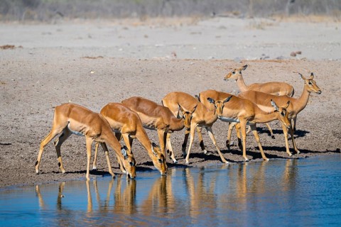 Impala (Aepyceros melampus) drinking at a waterhole, Savuti, Chobe National Park, Botswana
