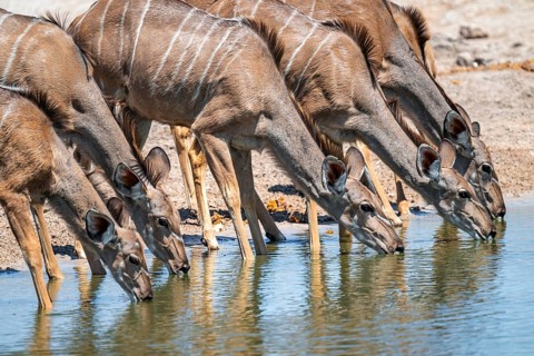 Female drinking at waterhole, Greater kudu (Tragelaphus strepsiceros), Savuti, Chobe National Park,