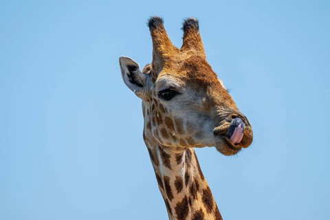 Cape giraffe (Giraffa giraffa giraffa) sticks out its tongue, funny, Savuti, Chobe National Park,