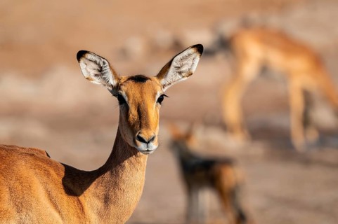 Animal portrait, Impala (Aepyceros melampus), Savuti, Chobe National Park, Botswana