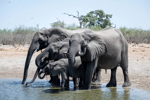 Herd of elephants at a waterhole, African elephant (Loxodonta africana), Savuti, Chobe National