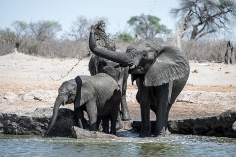 African elephant (Loxodonta africana) splashing itself with mud, Savuti, Chobe National Park,