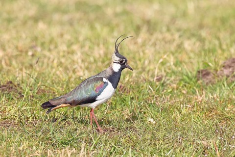 Lapwing (Vanellus vanellus), in splendid plumage, foraging in a marshy meadow, wildlife, Lembruch,