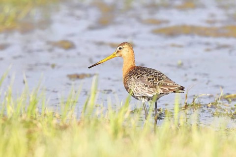 Black-tailed godwit (Limosa limosa) walking in shallow water in a bog, snipe birds, wildlife,