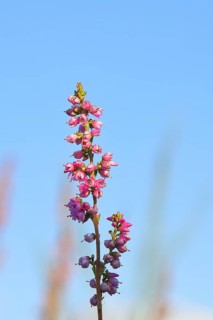 Flowering heather (Calluna vulgaris), heather, Trupacher Heide nature reserve, Siegen, North