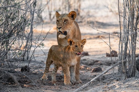 Mother and young cuddling, lion (Panthera leo), Savuti, Chobe National Park, Botswana