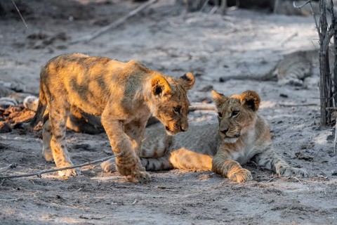Two cubs, lion (Panthera leo) lying, Savuti, Chobe National Park, Botswana