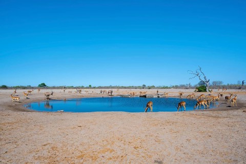 Various animals at the waterhole, Savuti, Chobe National Park, Botswana