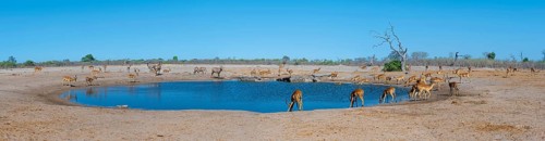 Panorama, impalas and various animals at the waterhole, Savuti, Chobe National Park, Botswana