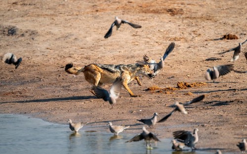 Black-backed jackal (Lupulella mesomelas) hunting pigeons, Savuti, Chobe National Park, Botswana
