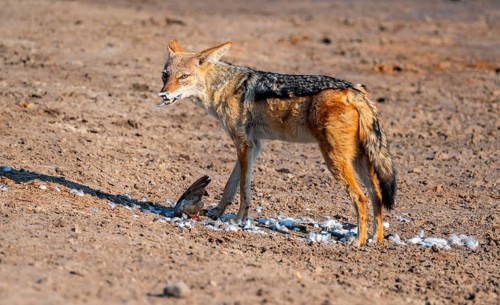 Black-backed jackal (Lupulella mesomelas) hunting a pigeon, Savuti, Chobe National Park, Botswana