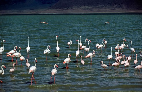 Flamingos, Ngorongoro crater, Tanzania, Africa, June 2000, vintage, retro, old, historic