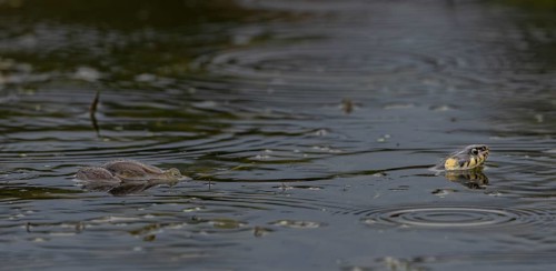 During the mating season, male water frogs (Pelophylax kl. esculentus) clasp anything that moves