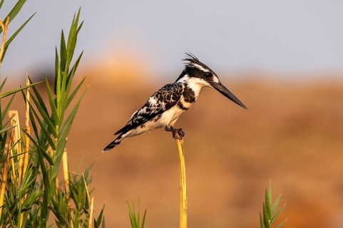 Grey Kingfisher (Ceryle rudis), on the Kavango River, Namibia