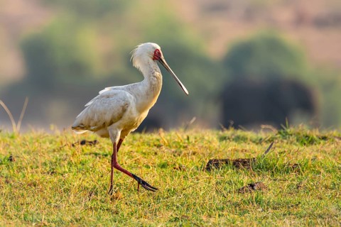 Red-faced spoonbill (Platalea alba) foraging, Ihaha, Chobe National Park, Botswana