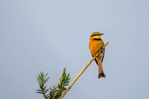 Dwarf spint (Merops pusillus), on the Kavango River, Namibia