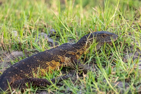 Nile monitor (Varanus niloticus), foraging on the Chobe River, Ihaha, Chobe National Park, Botswana