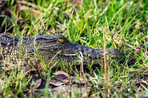 Nile crocodile (Crocodylus niloticus), Ihaha, Chobe National Park, Botswana